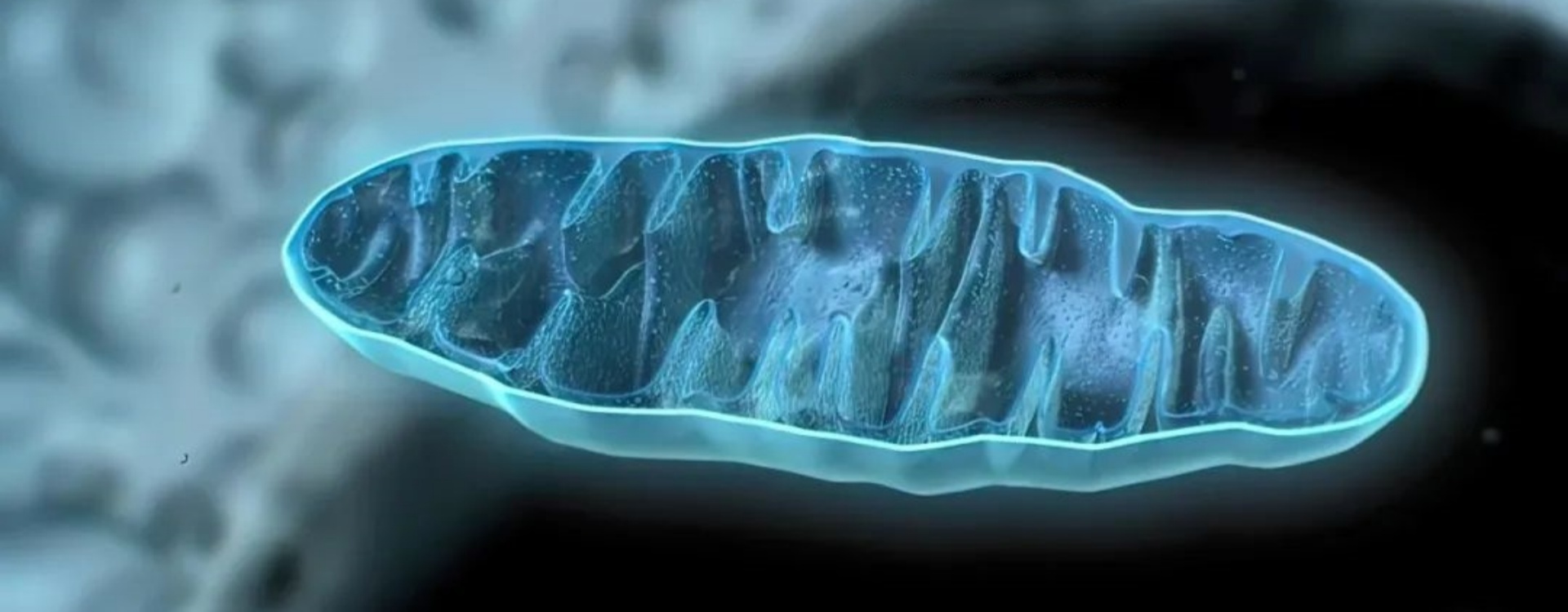 线粒体——我们生命活动的“能量引擎”